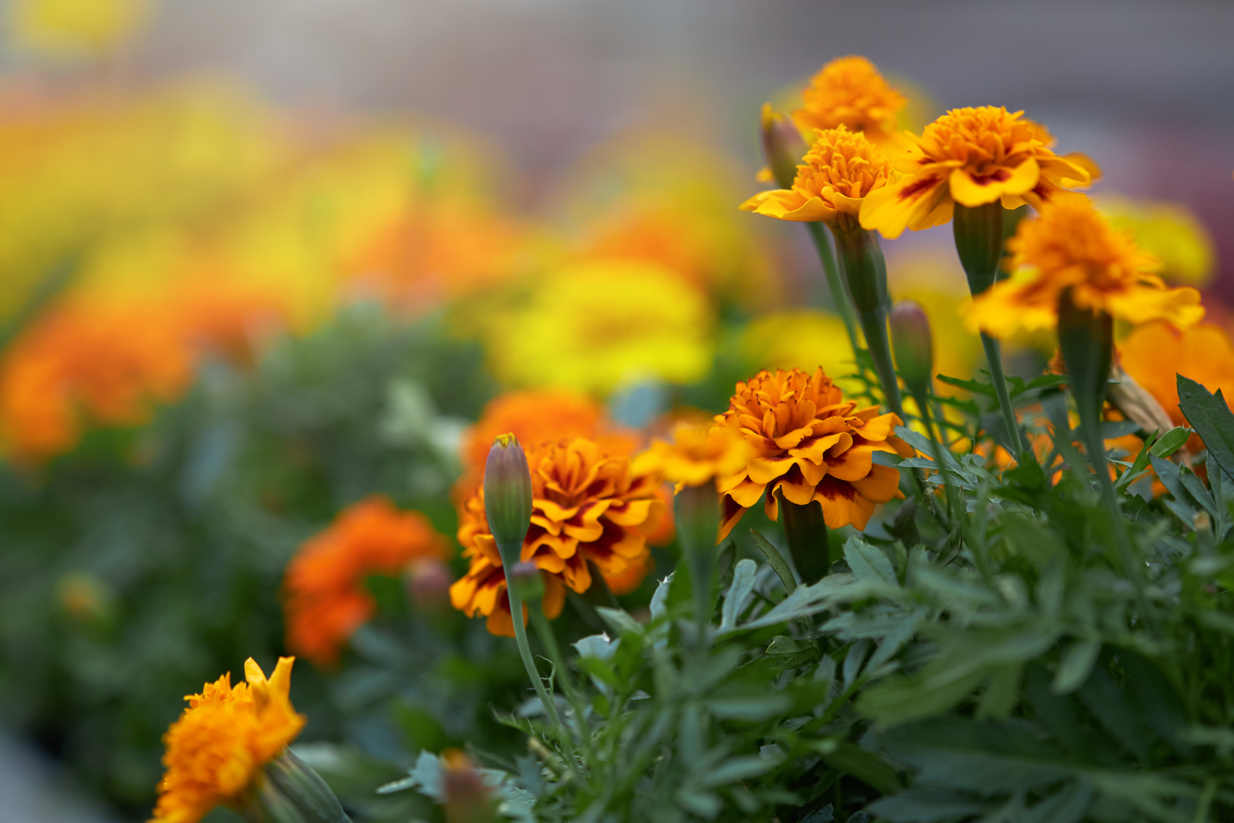 Calendula reparara tu cabello de forma natural.